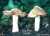 ZIEGELROTER RISSPILZ (INOCYBE ERUBESCENS) Bild 1